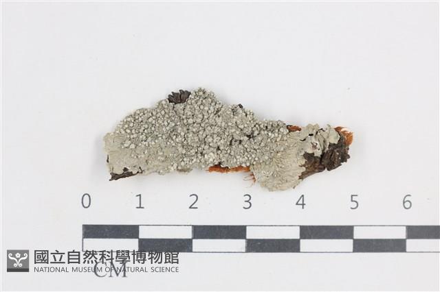 扁平黑囊基衣藏品圖，第1張