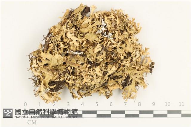 登錄號:L00001852藏品圖，第1張