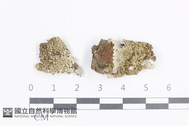 登錄號:L00005292藏品圖，第1張