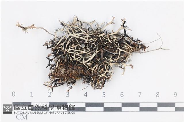 登錄號:L00004992藏品圖，第1張