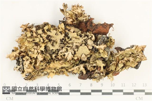 登錄號:L00002832藏品圖，第1張