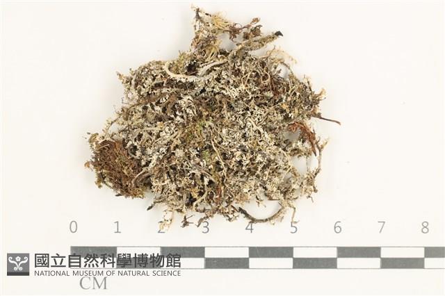 登錄號:L00000832藏品圖，第1張