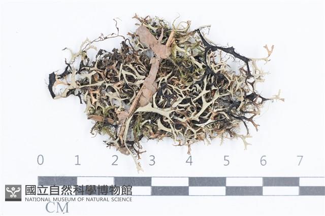 登錄號:L00003832藏品圖，第1張