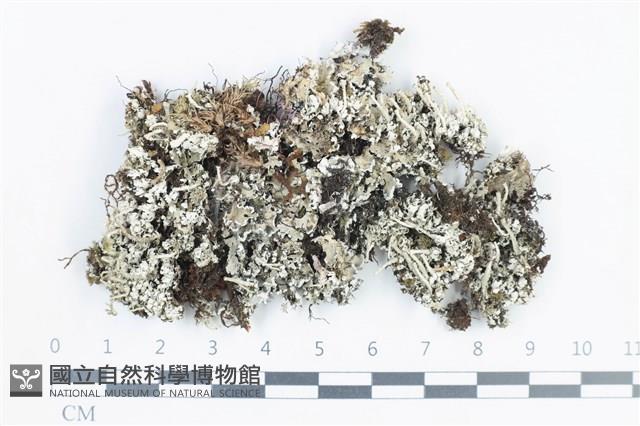 登錄號:L00002988藏品圖，第1張