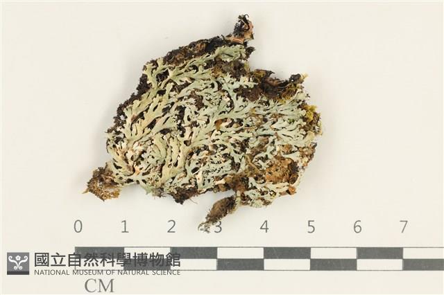 登錄號:L00004988藏品圖，第1張