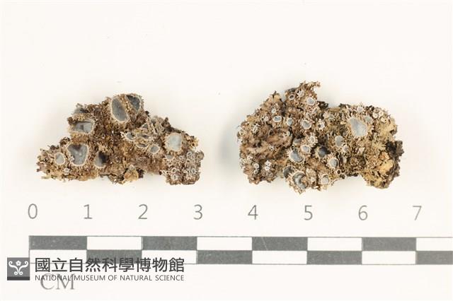 登錄號:L00001888藏品圖，第1張
