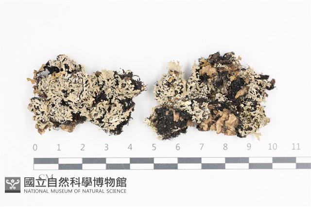 登錄號:L00001868藏品圖，第1張