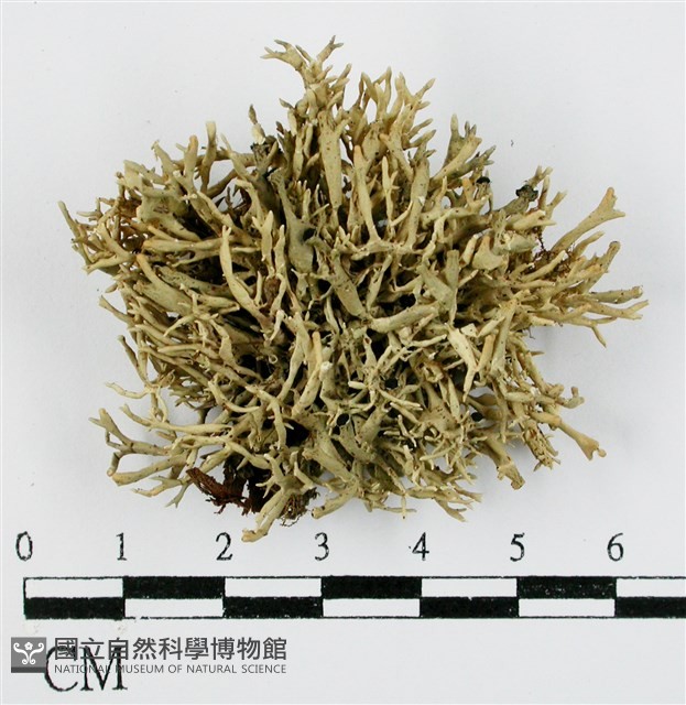 登錄號:L00000918藏品圖，第1張
