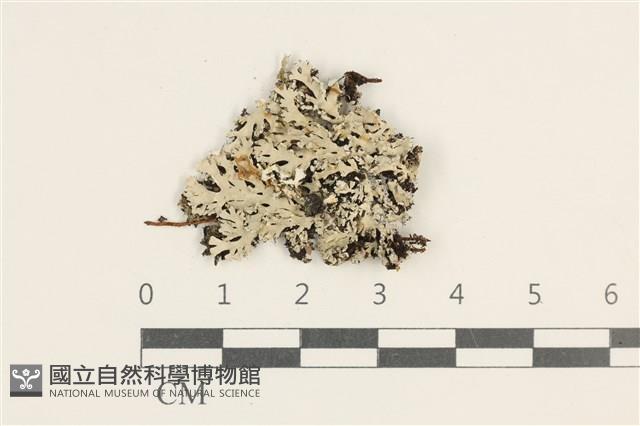 登錄號:L00003918藏品圖，第1張
