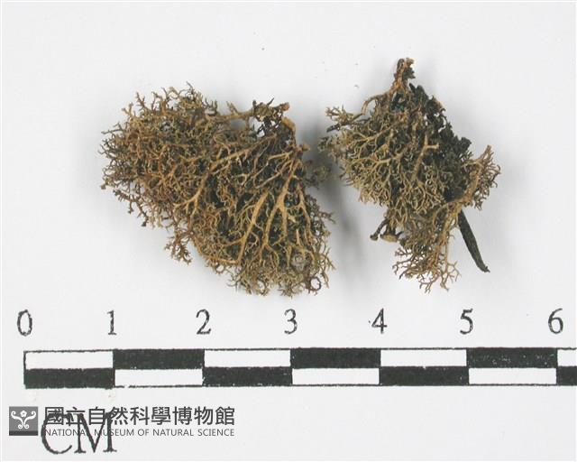 登錄號:L00000818藏品圖，第1張