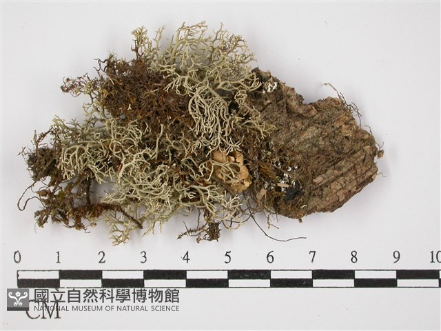 登錄號:L00001848藏品圖，第1張