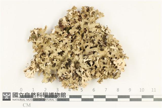 登錄號:L00003848藏品圖，第1張