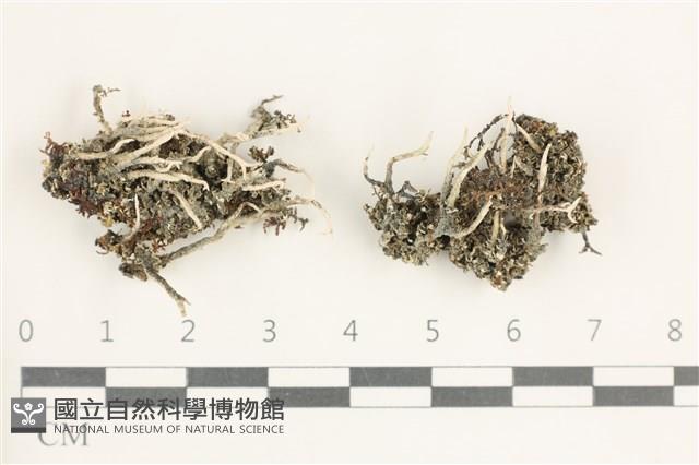 登錄號:L00000828藏品圖，第1張