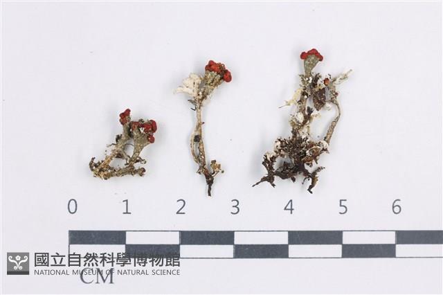 登錄號:L00003828藏品圖，第1張