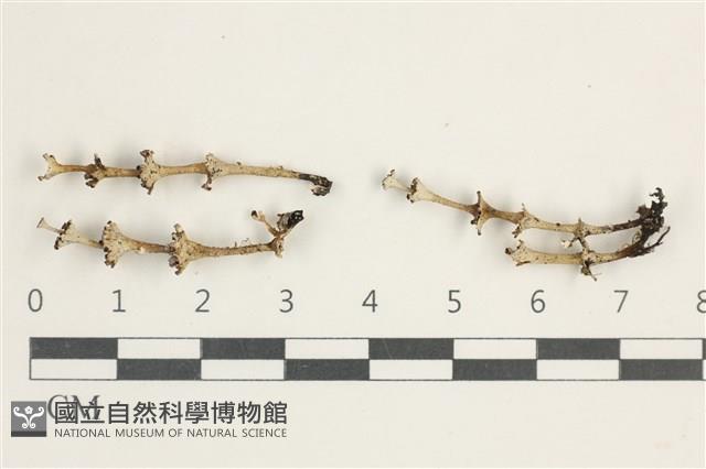 登錄號:L00000978藏品圖，第1張