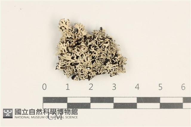 登錄號:L00003858藏品圖，第1張