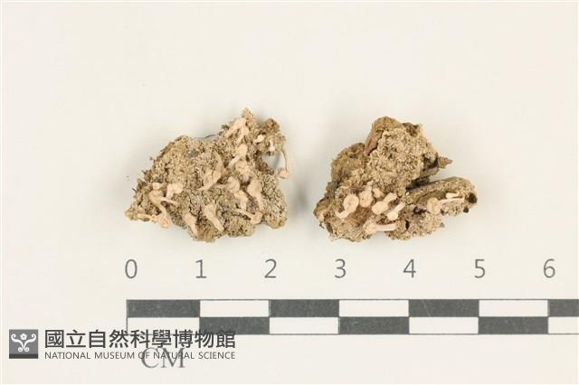 登錄號:L00003098藏品圖，第1張