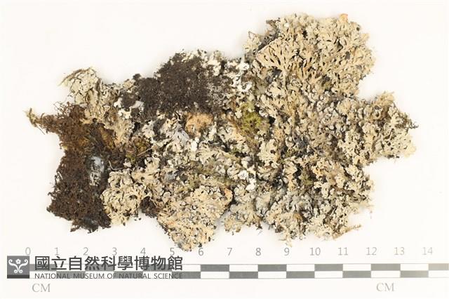 登錄號:L00002998藏品圖，第1張