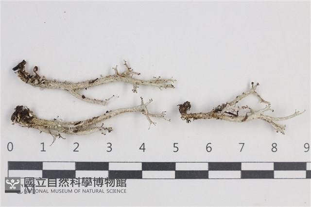 登錄號:L00004898藏品圖，第1張