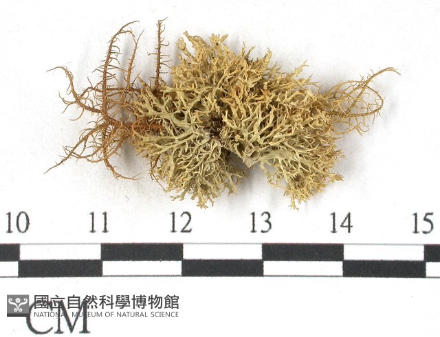登錄號:L00001938藏品圖，第1張