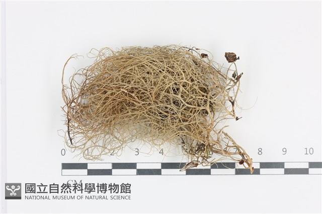 登錄號:L00004909藏品圖，第1張