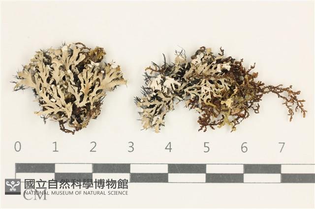 登錄號:L00004809藏品圖，第1張