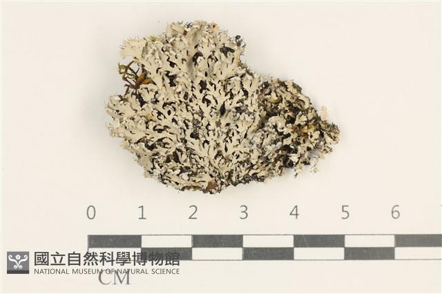 登錄號:L00002979藏品圖，第1張