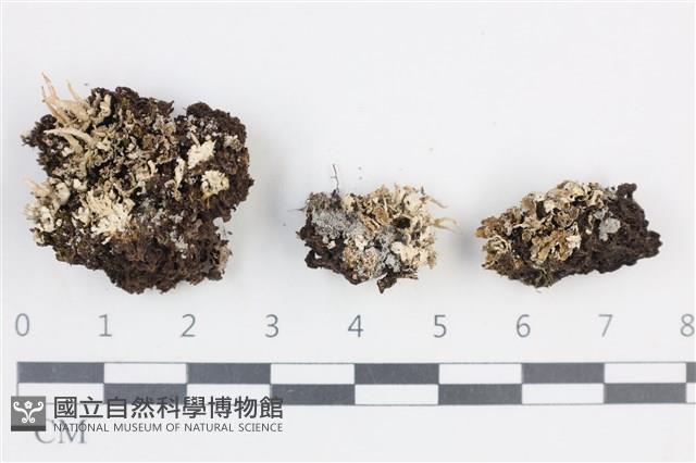 登錄號:L00003859藏品圖，第1張