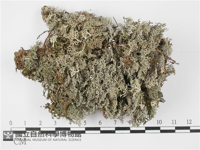 登錄號:L00002999藏品圖，第1張