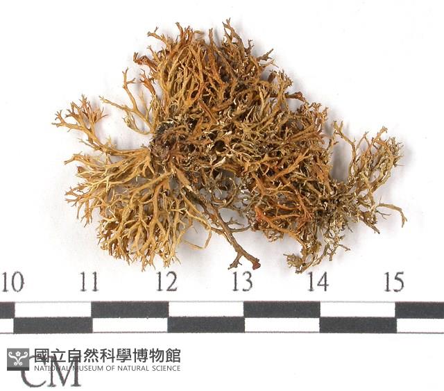 登錄號:L00001939藏品圖，第1張