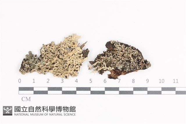 小葉雪花衣藏品圖，第1張