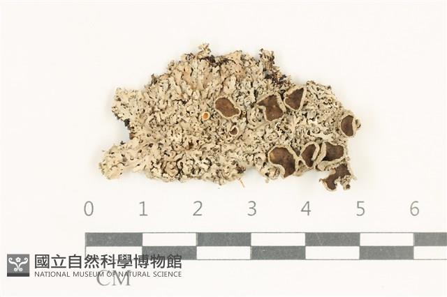登錄號:L00004839藏品圖，第1張