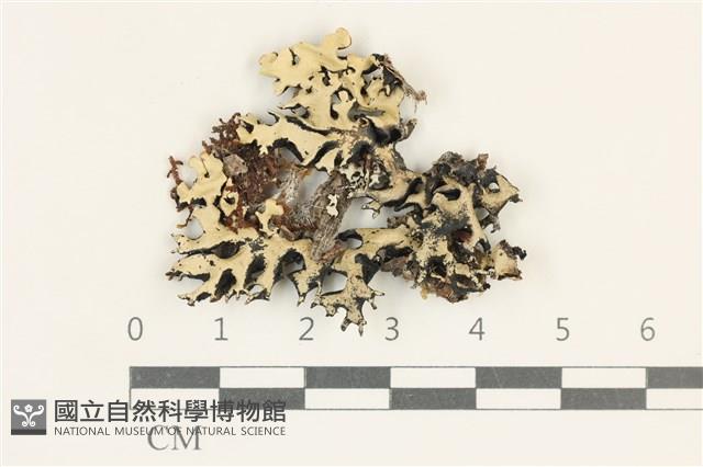 登錄號:L00004086藏品圖，第1張