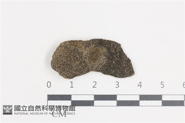 登錄號:L00005186藏品圖，第1張