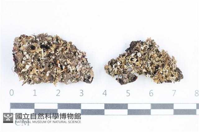登錄號:L00004986藏品圖，第1張