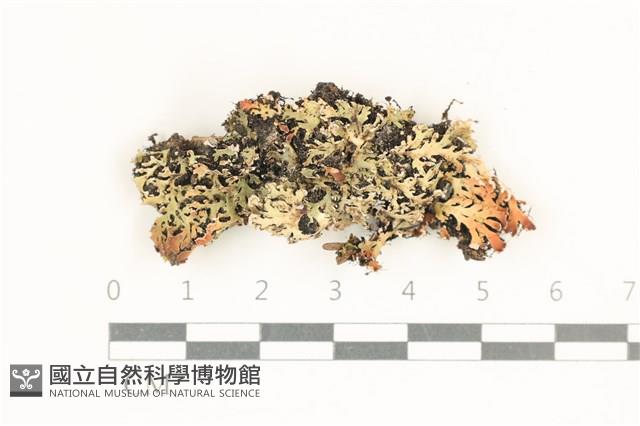 登錄號:L00004906藏品圖，第1張