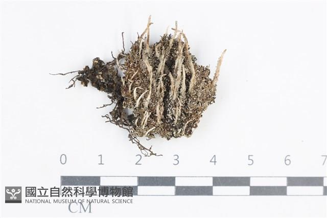 登錄號:L00004806藏品圖，第1張