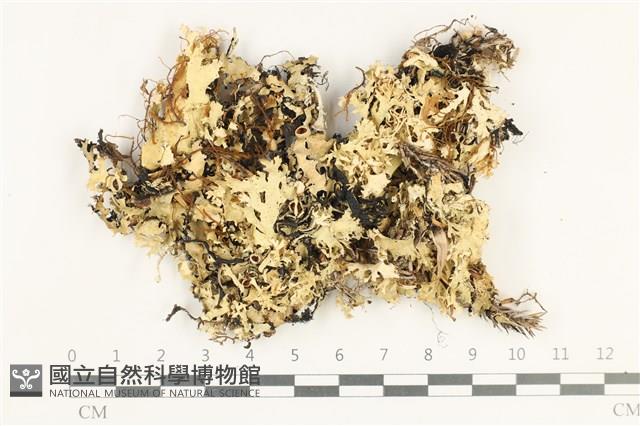 登錄號:L00004066藏品圖，第1張