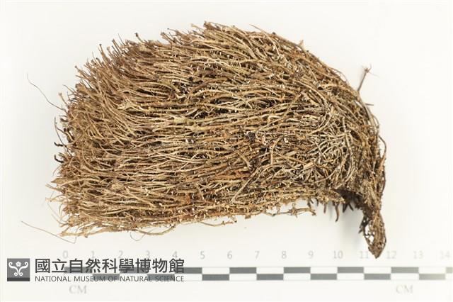 登錄號:L00001966藏品圖，第1張