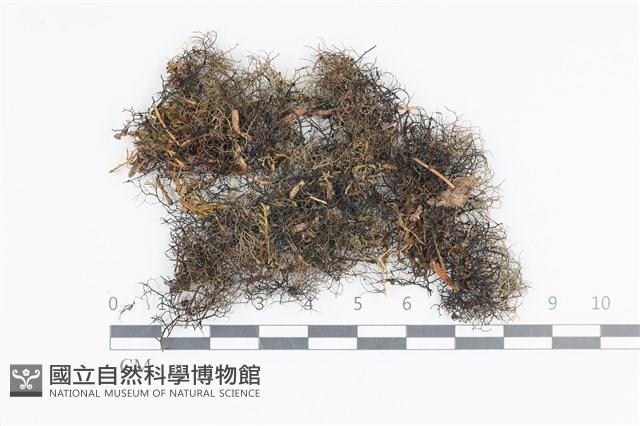 登錄號:L00004016藏品圖，第1張