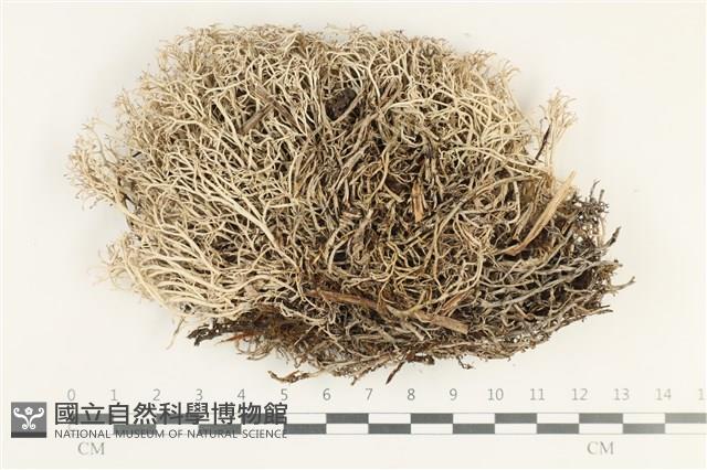 登錄號:L00000916藏品圖，第1張