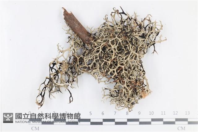 登錄號:L00003916藏品圖，第1張