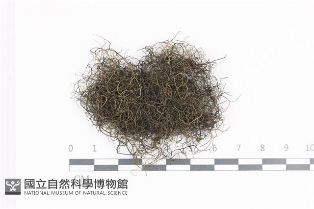 登錄號:L00004916藏品圖，第1張