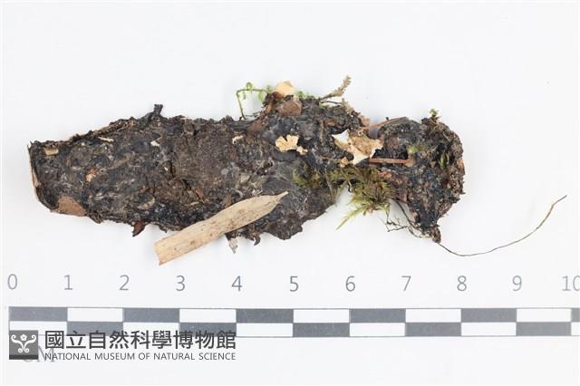 登錄號:L00004046藏品圖，第1張