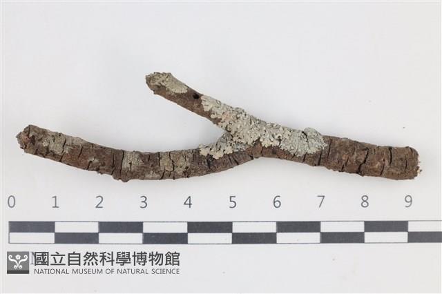 登錄號:L00002946藏品圖，第1張