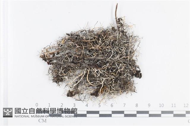 登錄號:L00000946藏品圖，第1張