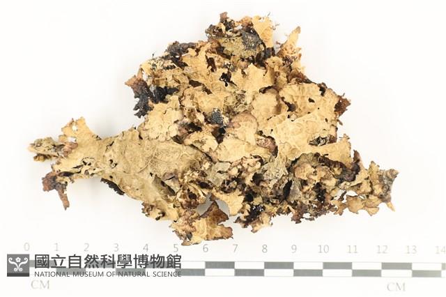 登錄號:L00001946藏品圖，第1張