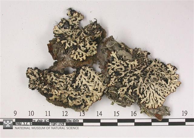 登錄號:L00002826藏品圖，第1張