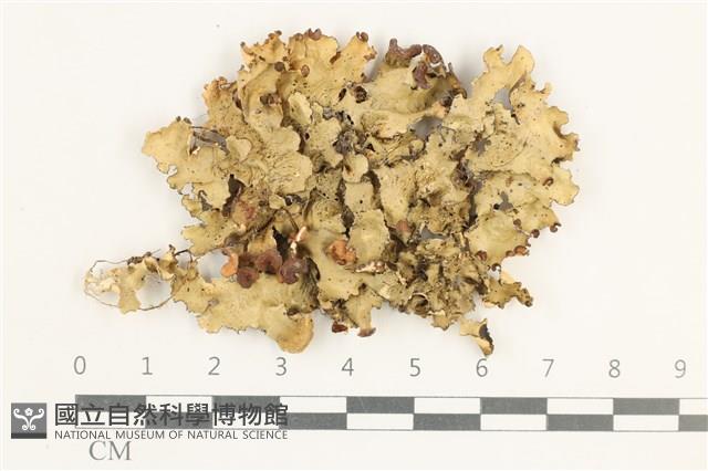 登錄號:L00001826藏品圖，第1張