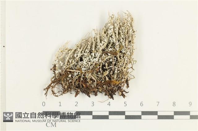 登錄號:L00001956藏品圖，第1張